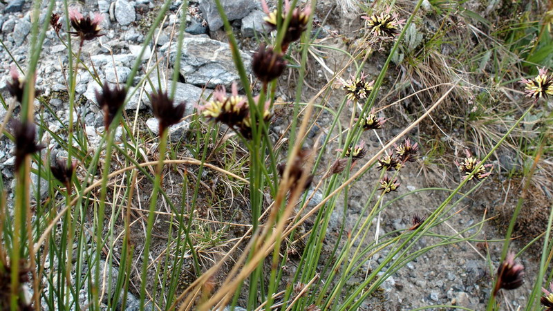 erba da determ. - cfr. Juncus jacquinii